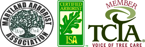 Certified Arborist - Tree Services