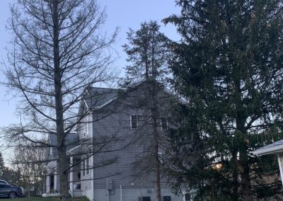 Before Tree Removal