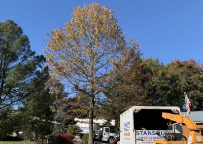 Pruning Tree