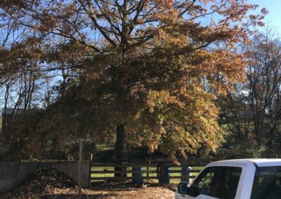 Pruning Tree
