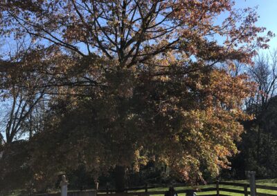 Pruning Tree
